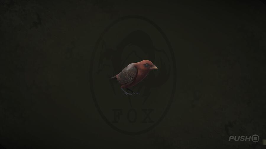 Red Avadavat in Metal Gear Solid Delta Snake Eater