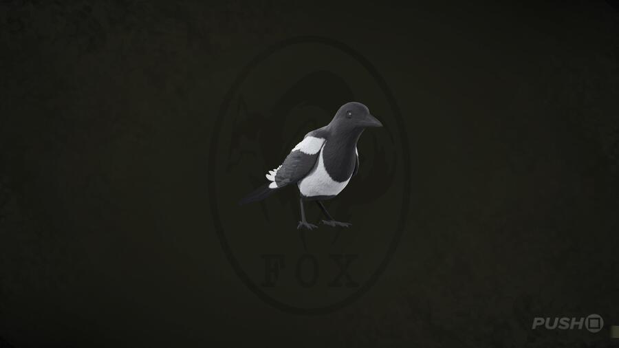 Magpie in Metal Gear Solid Delta Snake Eater
