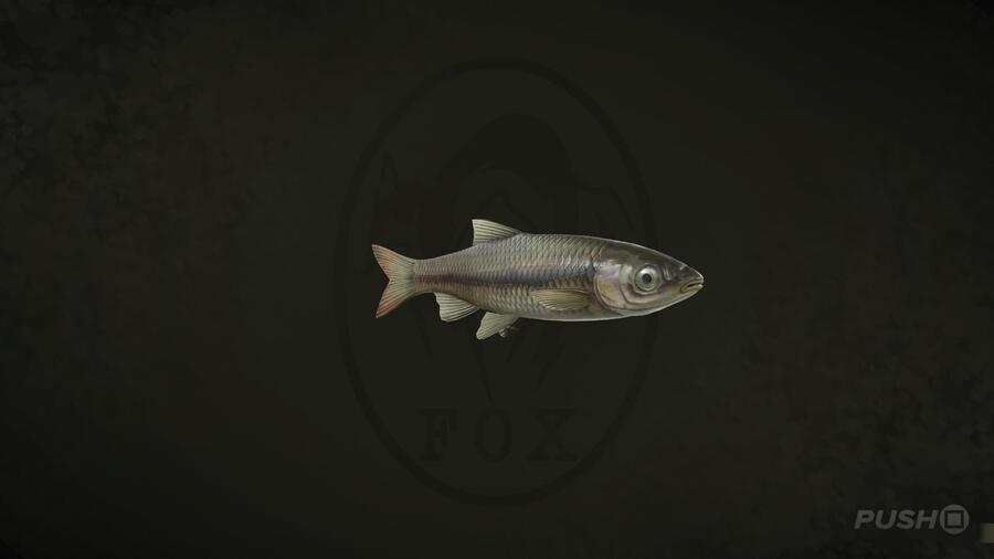 Maroon Shark in Metal Gear Solid Delta Snake Eater